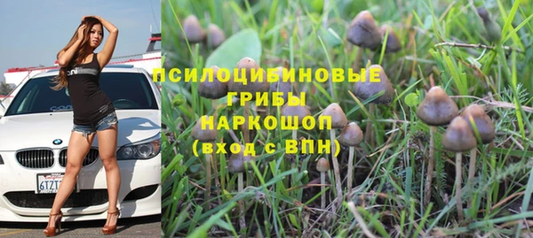 прущие грибы Надым
