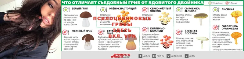 как найти   Киселёвск  Псилоцибиновые грибы Psilocybe 